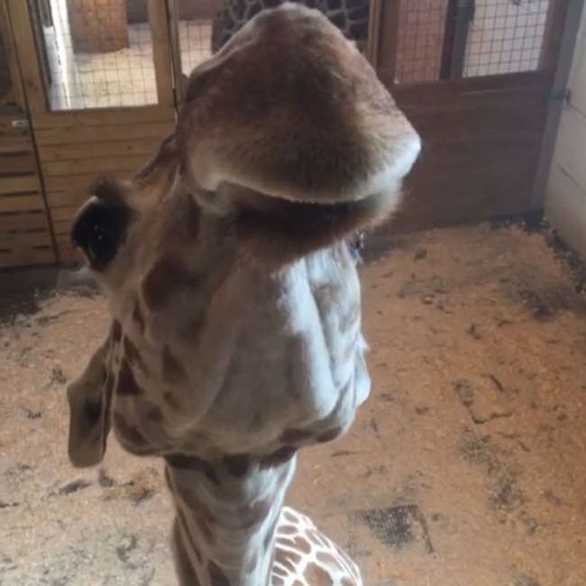 April the Giraffe